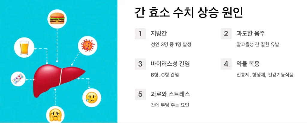 간 효소 수치 상승 원인